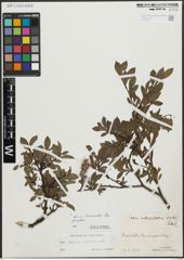 Foto von Salix alpina Scop. x Salix breviserrata Flod.